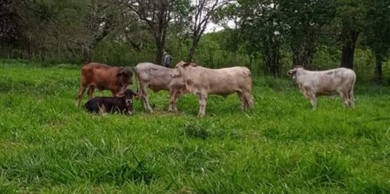 Lluvia trajo beneficios al campo