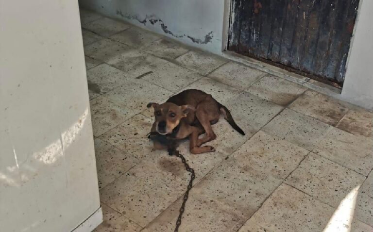 Aunque leve, sigue el maltrato animal en Tampico: Regidora