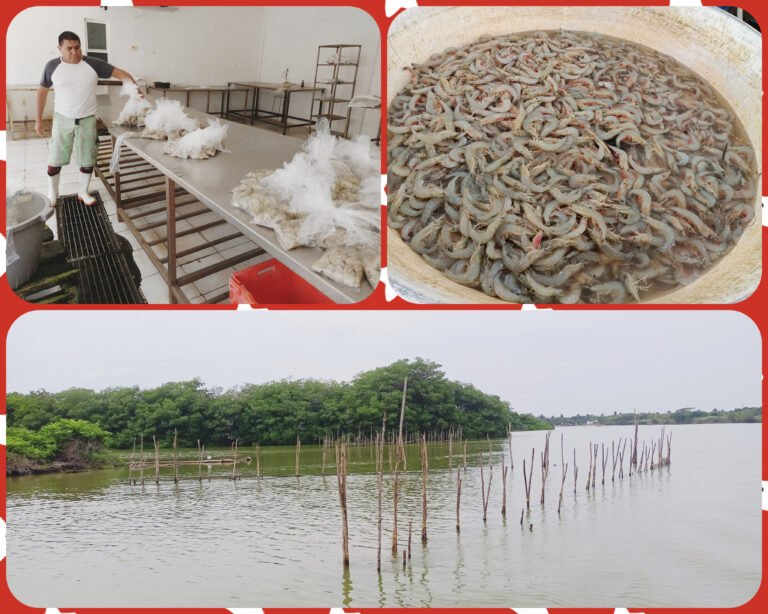 LOGRAN PESCADORES AUMENTAR LA CAPTURA DE CAMARÓN