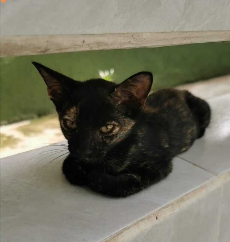 ALERTAN POR RITOS SATÁNICOS EN ALTAMIRA ANTE LA PROXIMIDAD DE HALLOWEEN