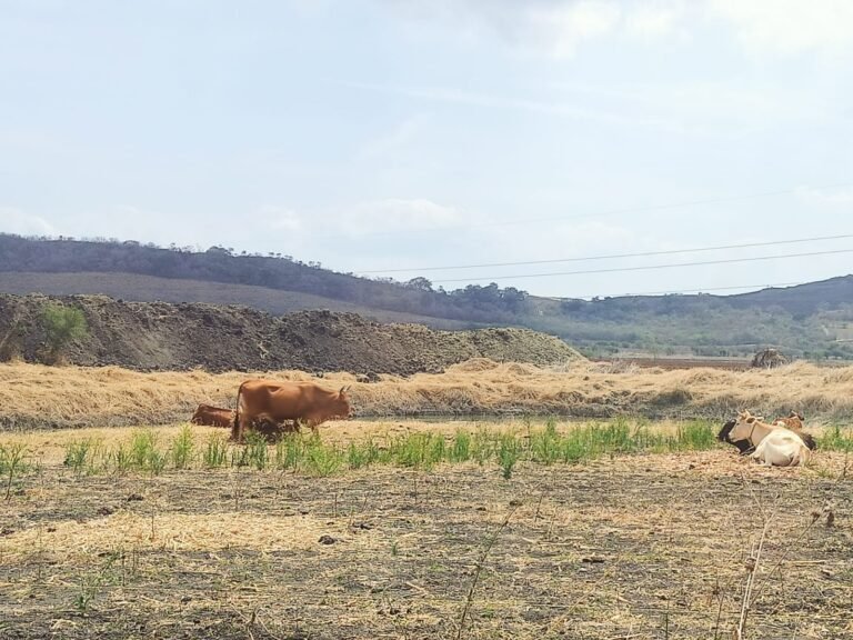 Escasez de  agua ha comenzado a matar reses en Altamira 