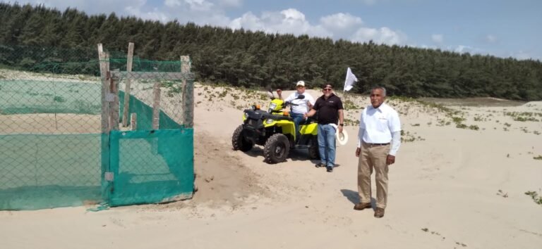 Comienza anidación de tortugas en playa Tesoro