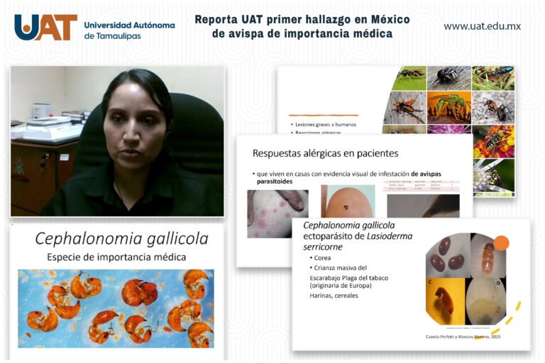Reporta UAT el primer hallazgo en México de avispa de importancia médica￼
