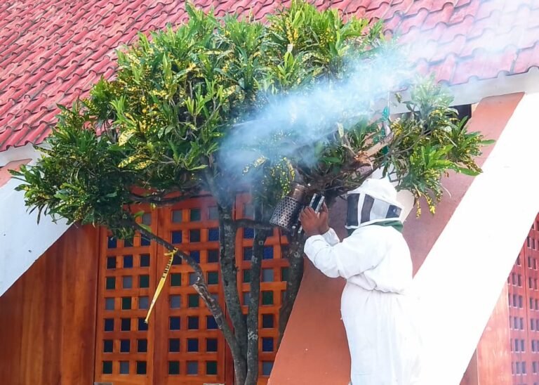 Retira PC Municipal enjambre de abejas