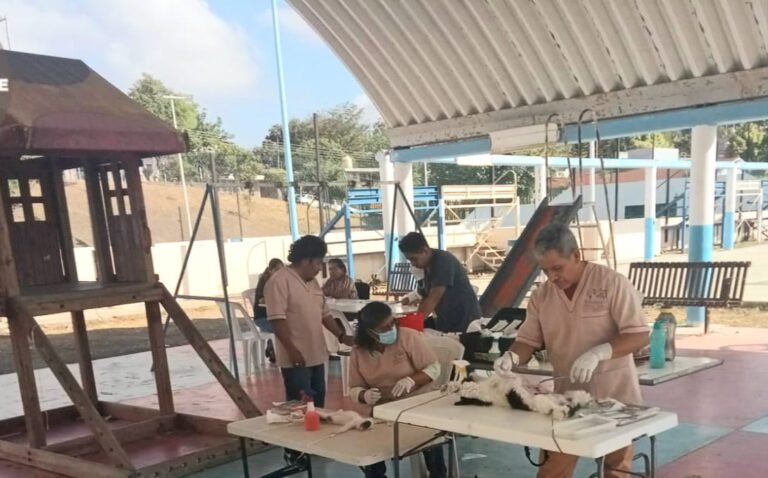 Esterilizan gratuitamente a perro y gatos