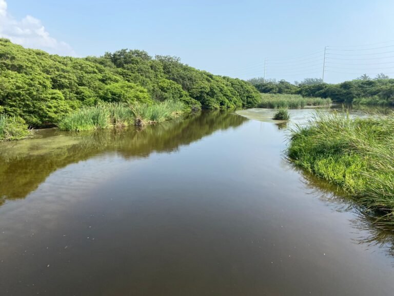 Podrían realizar un censo de cocodrilos en Altamira