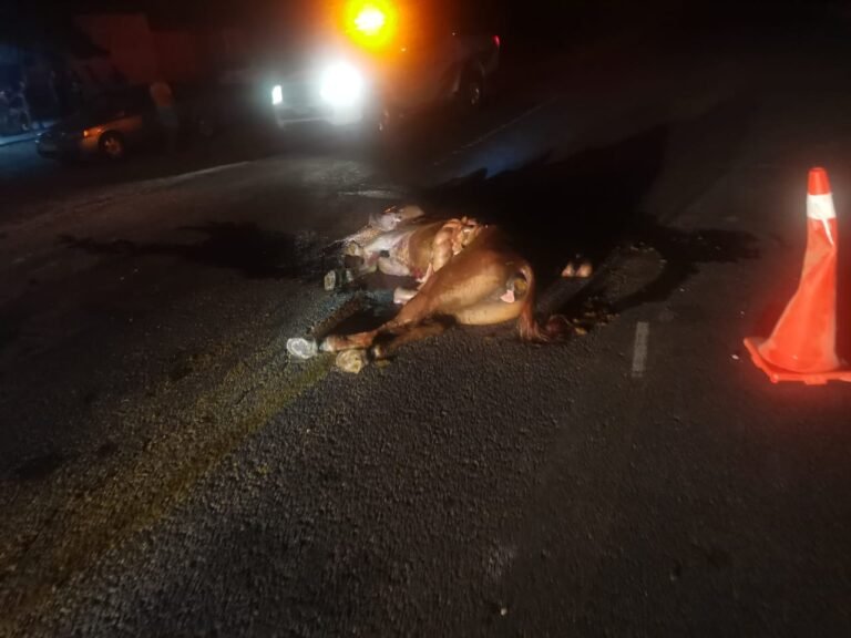 Municipio de Altamira ya contempla comenzar a multar a propietarios que no se hagan responsables de sus animales 