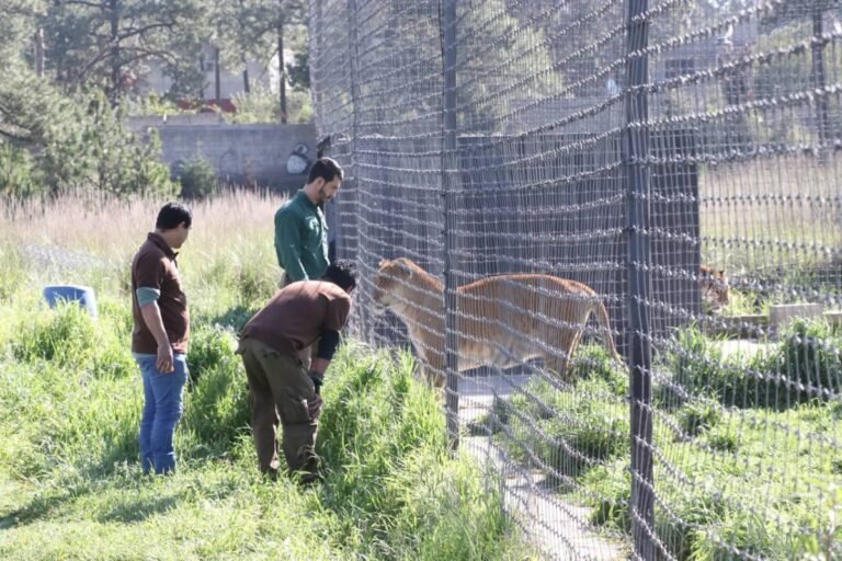 Llegan al Zoológico Tamatán especies aseguradas en santuario Black Jaguar-White Tiger.