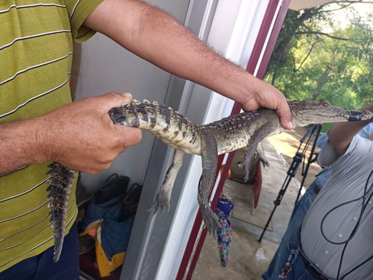 Cocodrilo sale de hábitat y lo capturan en la Avenida de la Industria en Altamira