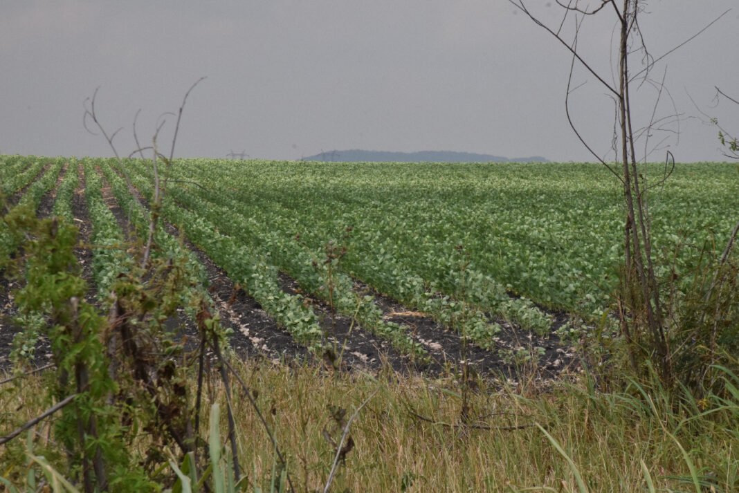 Presas se encuentran al 80% de su captación en la zona rural