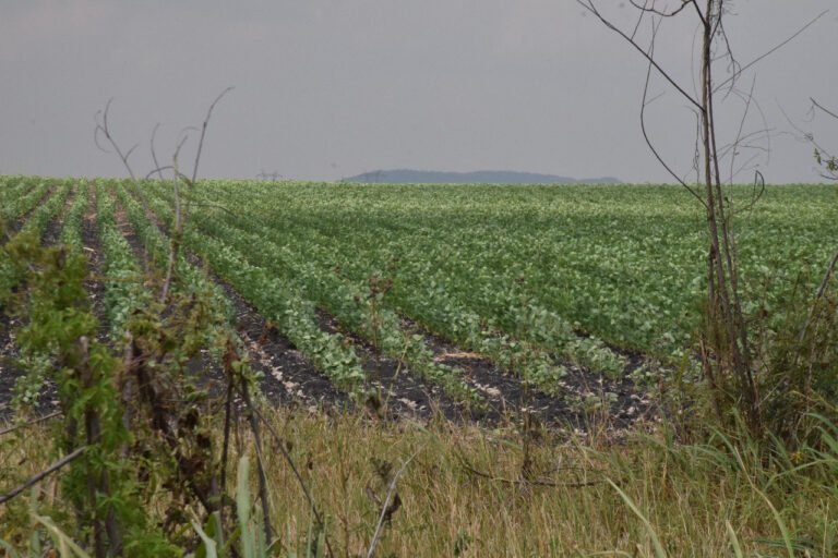 Presas se encuentran al 80% de su captación en la zona rural