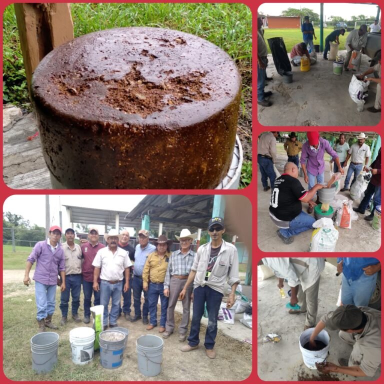 BUSCAN MEJORAR LA ALIMENTACION DELGANADO CON BLOQUES MULTINUTRICIONALES