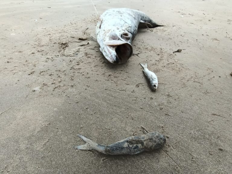 Marea Roja ya no está en playa Tesoro