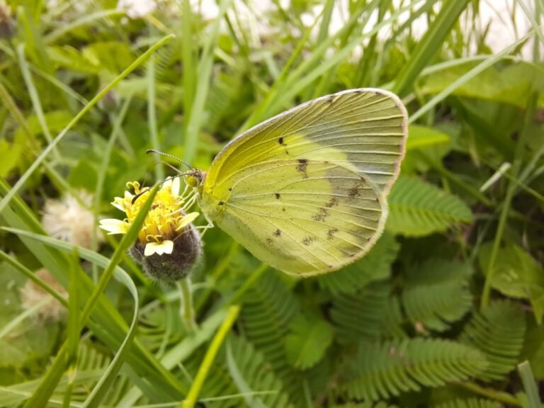 Por periodo invernal, aves y mariposas migran al sur￼
