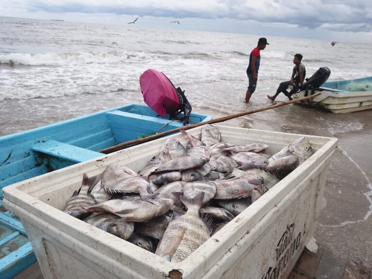 Por marea roja, podrían verse afectados comercios de marisco
