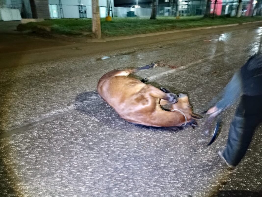 Atropellan a potrillo sobre Avenida de la Industria en Altamira