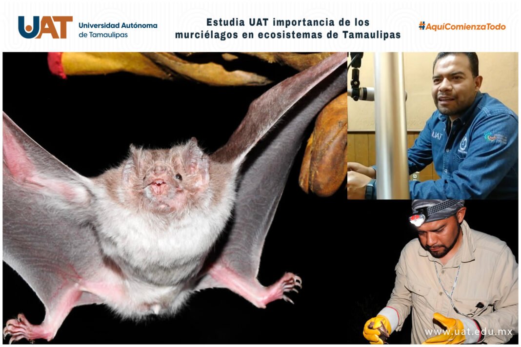 <strong>Estudia UAT la importancia de los murciélagos en ecosistemas de Tamaulipas</strong>