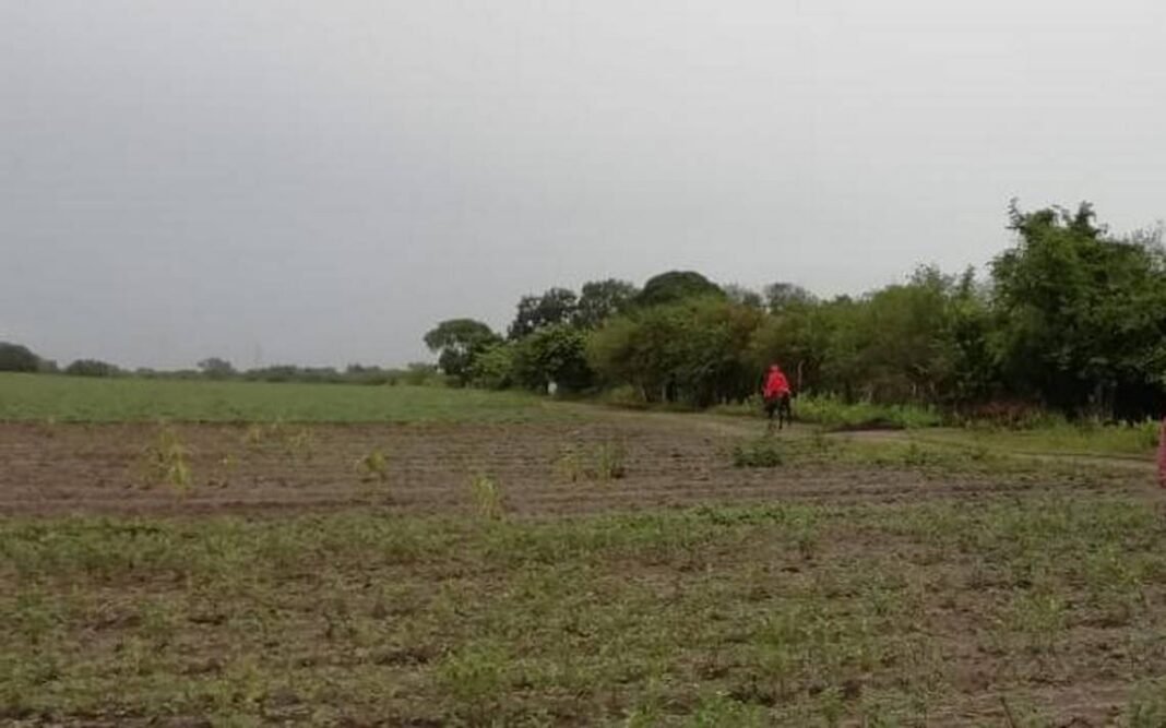 Descartan afectación en sembradíos en campos de Altamira