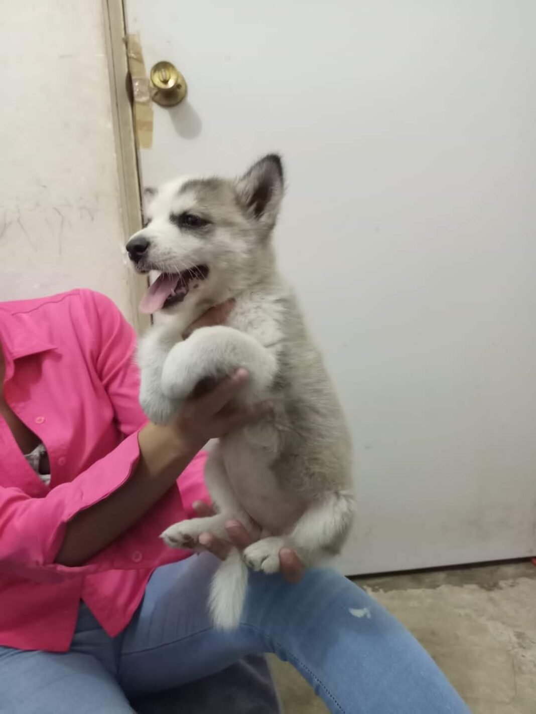 Siete denuncias por maltrato animal en Altamira