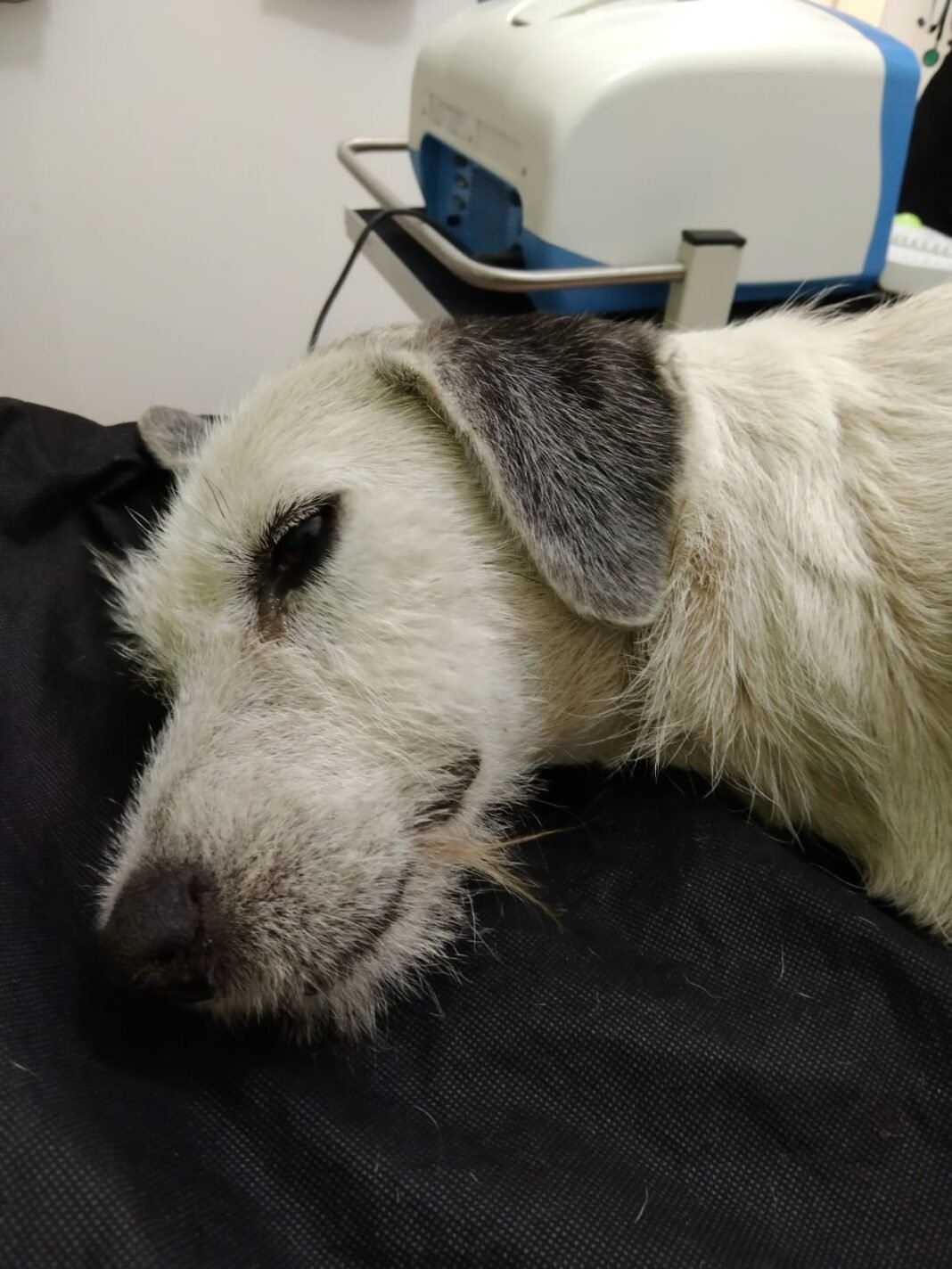Un caso más de maltrato animal se da en Altamira, está vez cobró la vida de Paloma