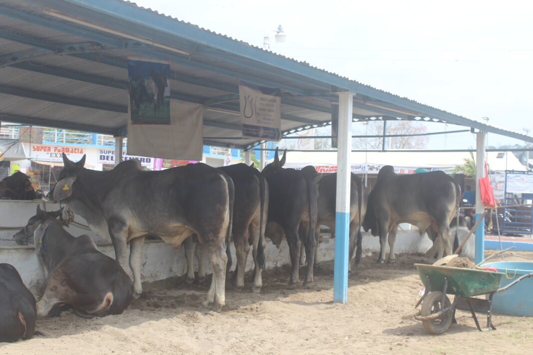 En la Expo Feria Tantoyuca 2023 habrá exposición de diferentes especies animales