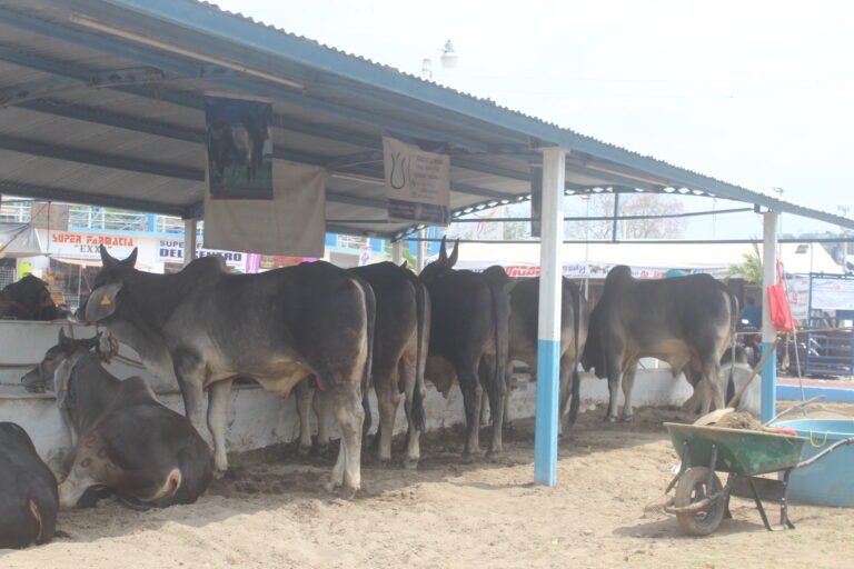 En la Expo Feria Tantoyuca 2023 habrá exposición de diferentes especies animales