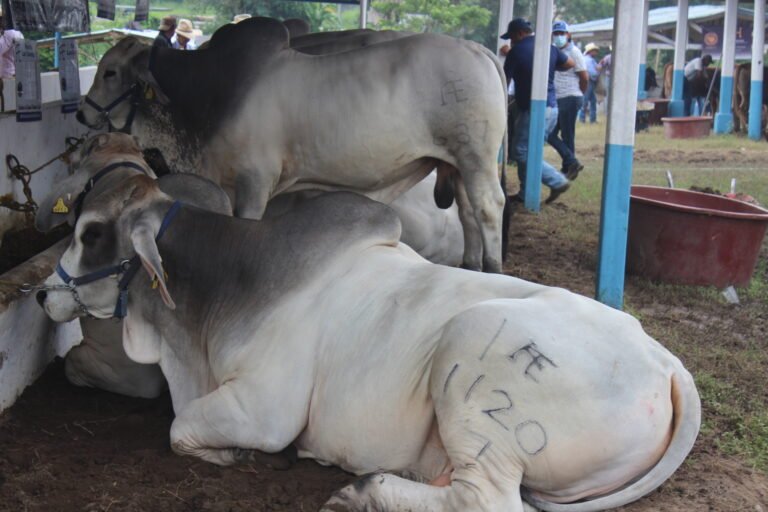 Preocupa a ganaderos de Tantoyuca la falta de lluvias