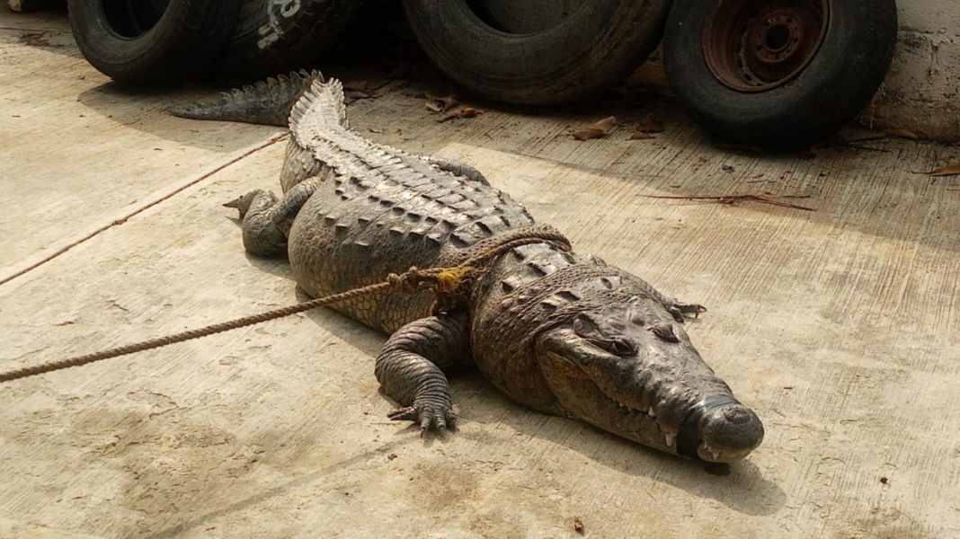 <strong>Cocodrilos se salen de su hábitat ante el inicio de la temporada de calor</strong>
