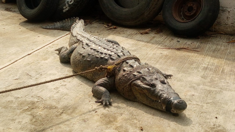 Cocodrilos se salen de su hábitat ante el inicio de la temporada de calor