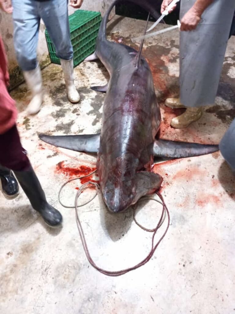 Tiburón «Zorro» se enreda y es capturado por pescadores en aguas del Golfo de México