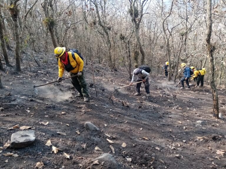 Reportan 5 incendios forestales activos en municipios de la zona centro de Veracruz