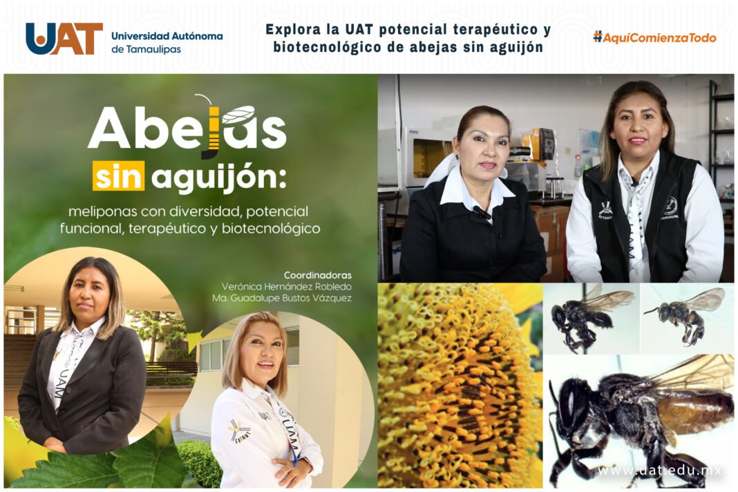 <strong>Explora la UAT potencial terapéutico y biotecnológico de abejas sin aguijón</strong>