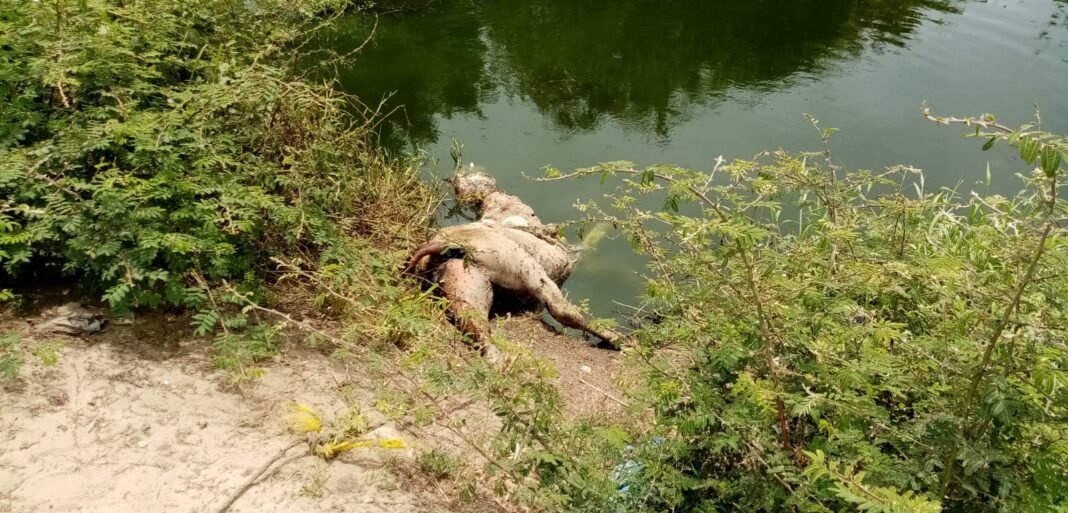 Temen por cocodrilo que se alimenta de caballos y mascotas en miramapolis