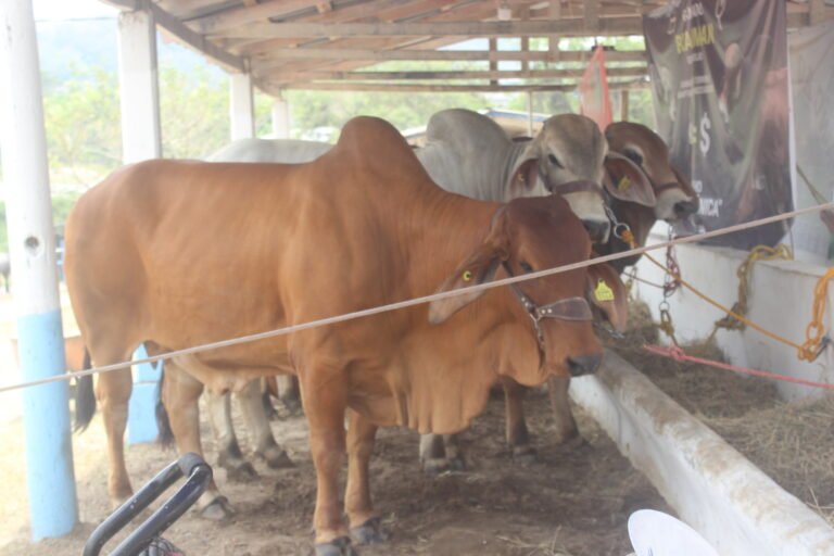 Se mejorará la genética del hato ganadero