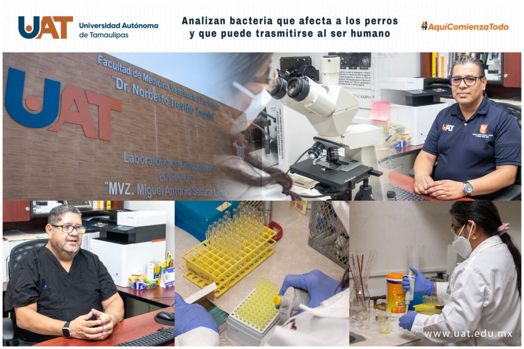 <strong>Analizan bacteria que afecta a los perros y que puede trasmitirse al ser humano</strong>