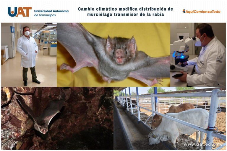 Cambio climático modifica distribuciónde murciélago transmisor de la rabia bovina