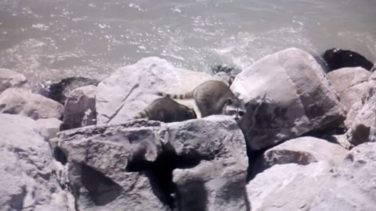 Proponen construir mapachario en el sur