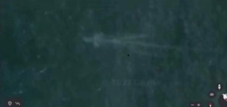 Calamares Pueden Llegar a Medir Hasta 18 Metros en su Etapa Adulta