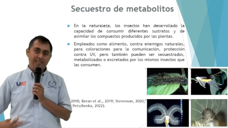 Estudia la UAT nuevos compuestos en especies de insectos comestibles