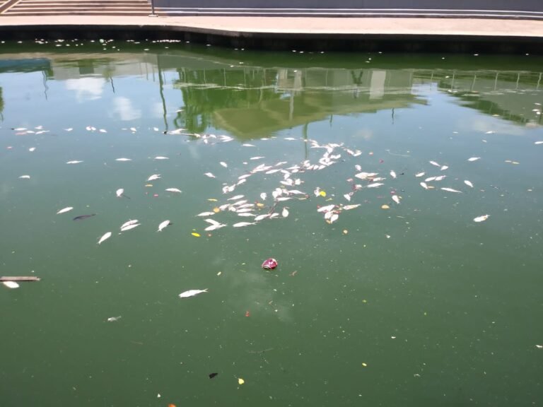 Jaibas y peces mueren por falta de oxígeno en la Laguna de Carpintero