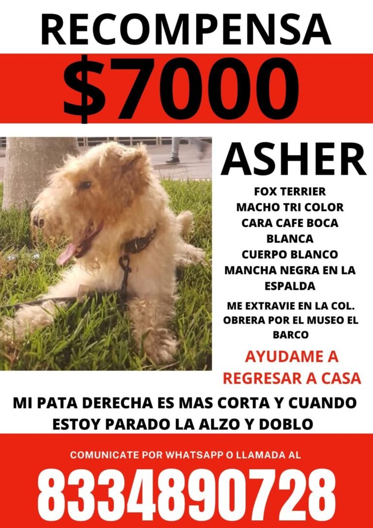 Usan Drones Para Buscar a Sus Mascotas