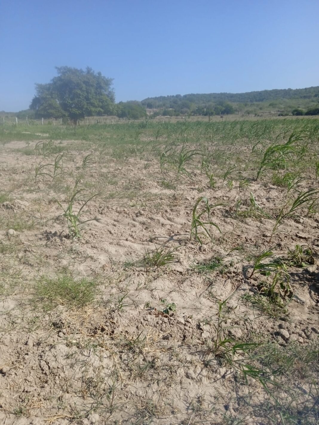 CAMPESINOS LANZAN SOS POR SEQUÍA EN EL NORTE DE VERACRUZ