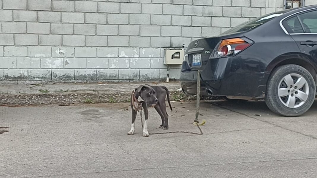 Desalmados Abandonan a Perrito en la Vía Pública
