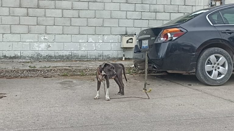 Desalmados Abandonan a Perrito en la Vía Pública