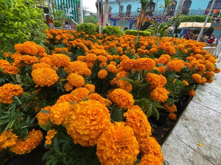 Exhortan a la ciudadanía tantoyuquense a cuidar los adornos de Xantolo