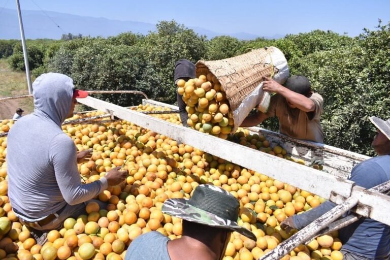 CAE ECONOMÍA EN TAMAULIPAS