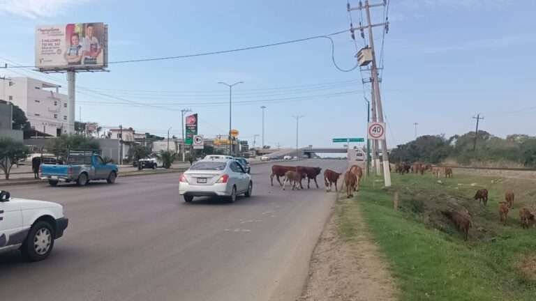 Autoridades revisan marco legal para comenzar con sanciones contra dueños de semovientes «sueltos»