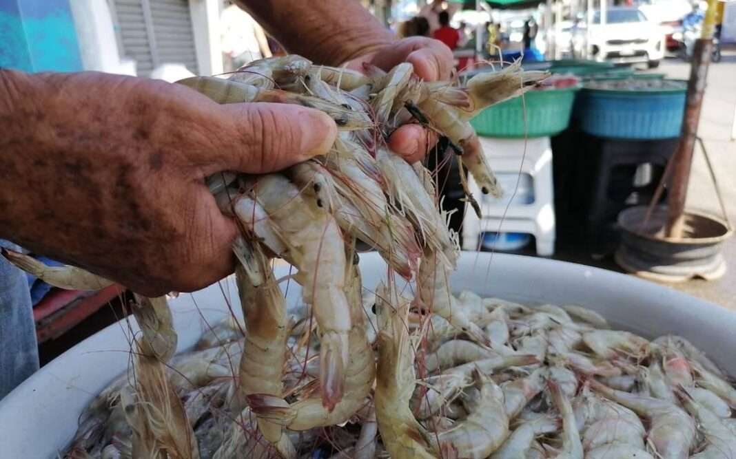 SUBE PRODUCCIÓN DE CAMARÓN