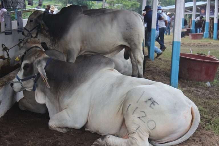 Sin resultados el combate al robo de ganado en la Fiscalía Regional