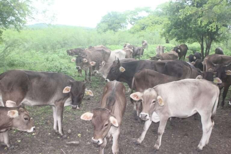 En  la producción ganadera, resulta más económico vacunar que curar enfermedades